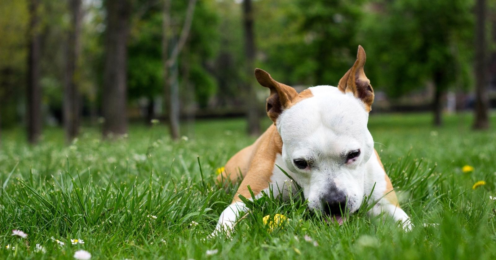 Köpekler Neden Ot Yer?