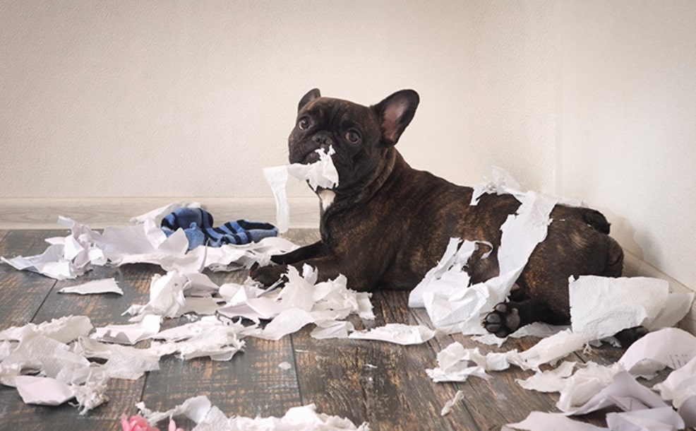 Köpek davranışlarının anlamı?