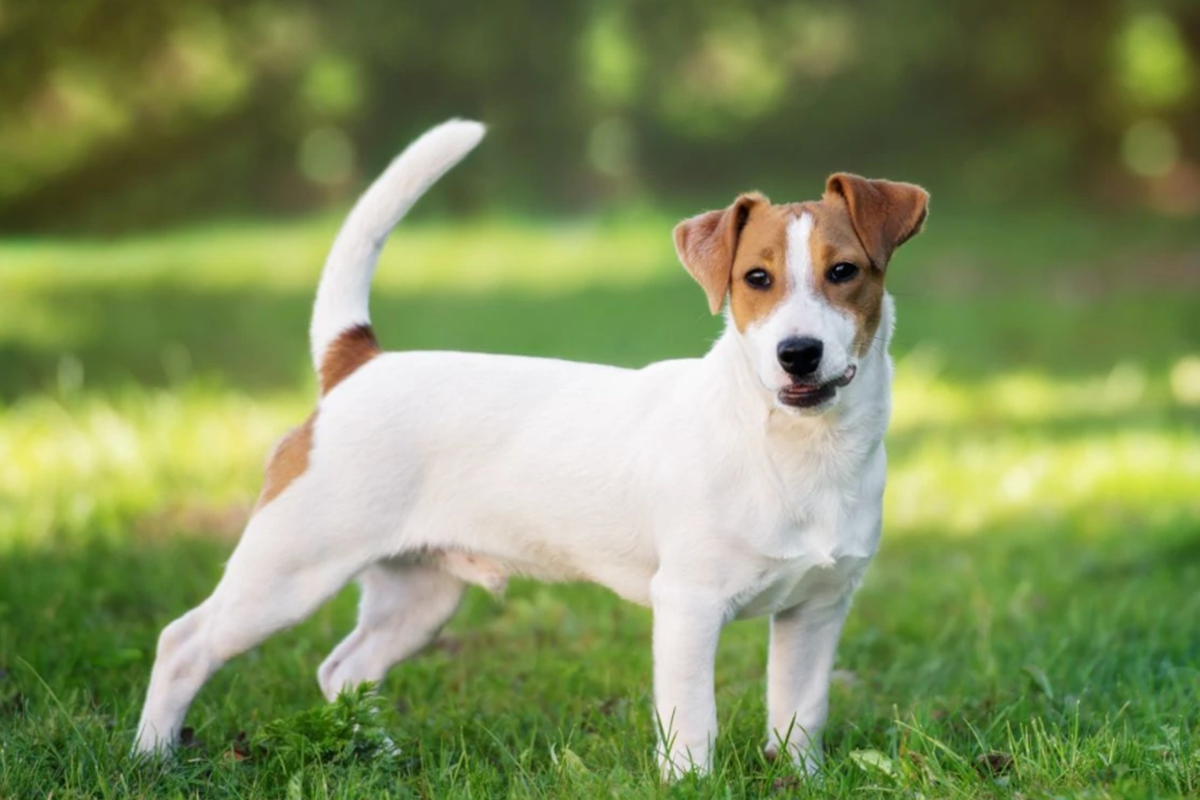 Orta Boy Köpek Cinsleri ve Özellikleri