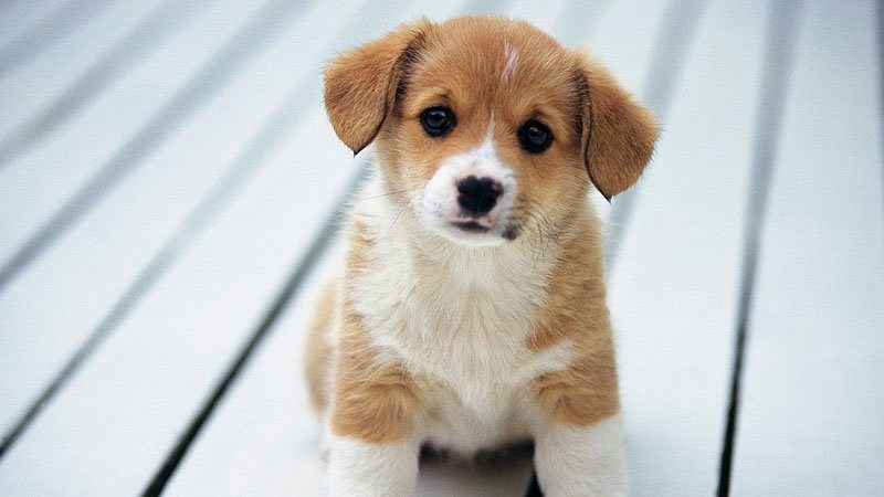Rüyada Yavru Köpek Görmek Ne Anlama Gelir?