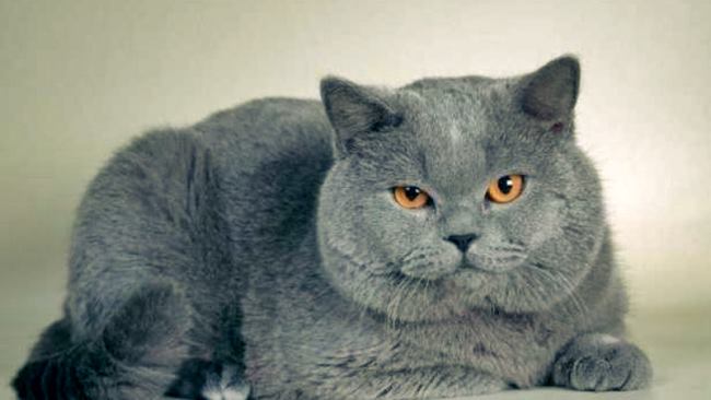 Tüy Dökmeyen Kedi Çeşitleri?