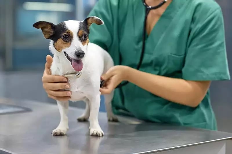 Veteriner Kliniği Açma Maliyeti