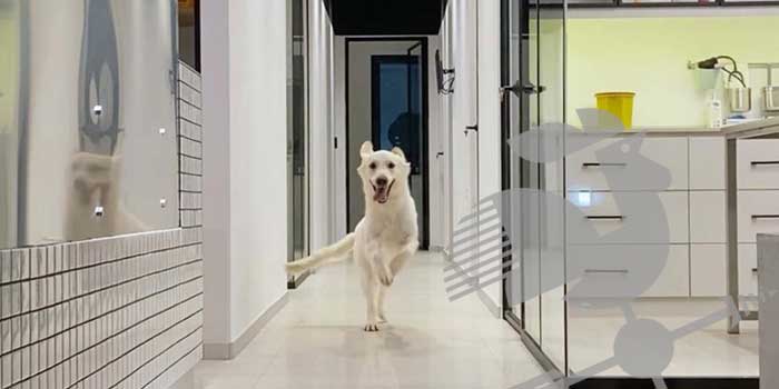 Veteriner kliniği açma şartları?