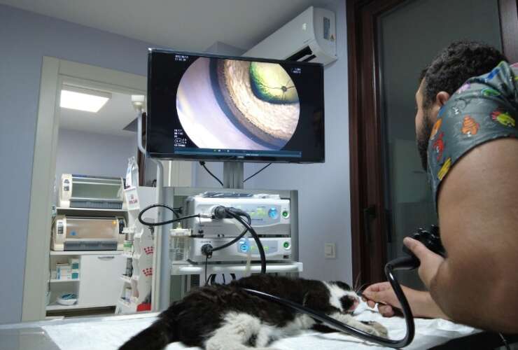 Veteriner Klinik Malzemeleri Listesi