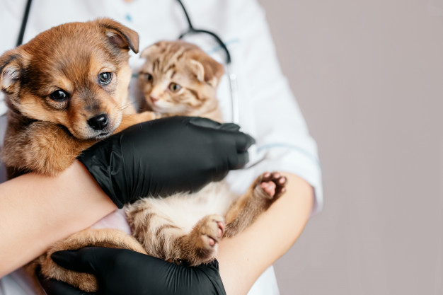 Veteriner Klinik Programı