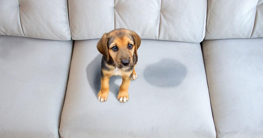 Yavru Köpeklerde Tuvalet Eğitimi: Adım Adım Rehber
